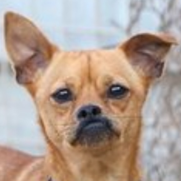 Meet your Posher, Sasha - Picture 1 of 1